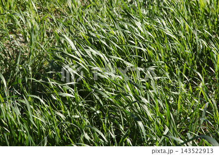 Wheat 143522913