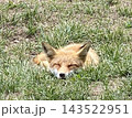 野生のキタキツネ 143522951