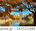 紅葉越しのビル群 143522984