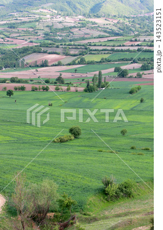 Rural landscape with wheat field Rural landscape with wheat field 143523151