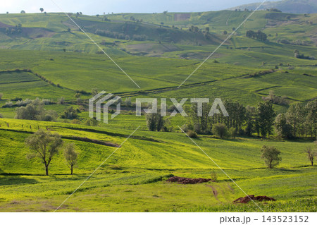 Rural landscape with wheat field Rural landscape with wheat field 143523152