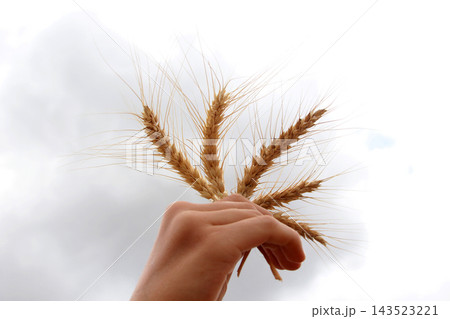picture of golden wheat in countryside 143523221