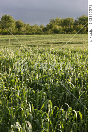 Wheat Wheat 143523575