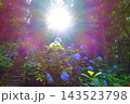 満開のアジサイ　紫陽花　あじさい　出塩文殊堂　山形市 143523798