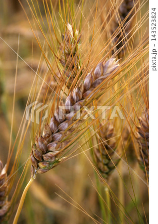 Wheat 143523824