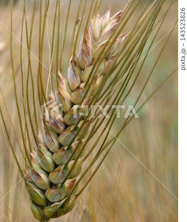 Wheat Wheat 143523826