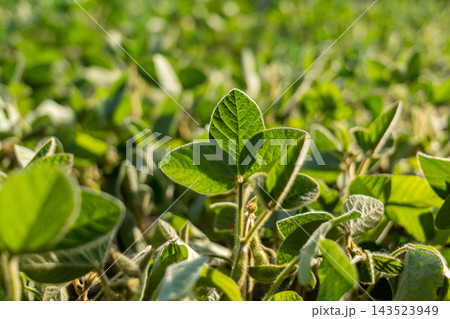 Soybean sprouts are seen growing in a field with green leaves under the sunlight during the day in a rural region Soybean sprouts are seen growing in a field with green leaves under the sunlight during the day in a rural region 143523949