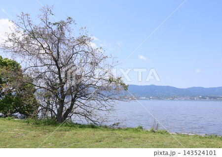 琵琶湖と木 琵琶湖と木 143524101