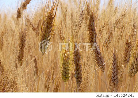 Ripe wheat grains. Harvest time. Ripe wheat grains. Harvest time. 143524243