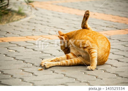 A cute ginger cat diligently licks its soft paws to clean its bright orange fur. A cute ginger cat diligently licks its soft paws to clean its bright orange fur. 143525534
