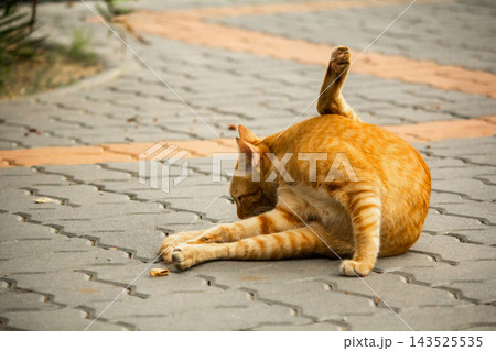A cute ginger cat diligently licks its soft paws to clean its bright orange fur. A cute ginger cat diligently licks its soft paws to clean its bright orange fur. 143525535