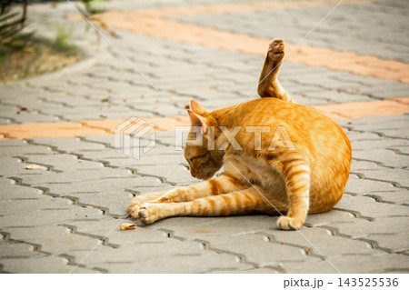 A cute ginger cat diligently licks its soft paws to clean its bright orange fur. A cute ginger cat diligently licks its soft paws to clean its bright orange fur. 143525536