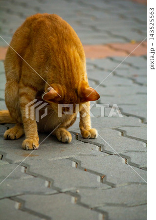 A cute ginger cat diligently licks its soft paws to clean its bright orange fur. 143525563