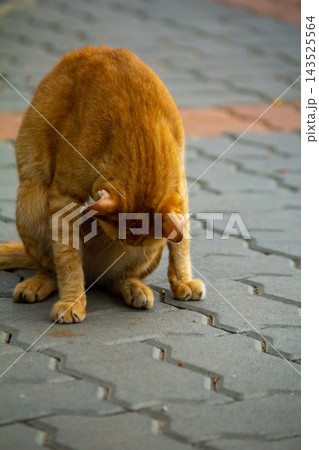 A cute ginger cat diligently licks its soft paws to clean its bright orange fur. A cute ginger cat diligently licks its soft paws to clean its bright orange fur. 143525564