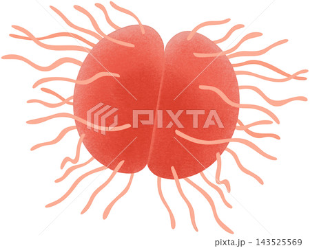 red neisseria gonorrhoeae 143525569