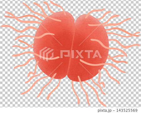 red neisseria gonorrhoeae 143525569