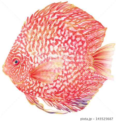 Realistic watercolor illustration with gold outline of Red Eagle Discus Fish 143525687