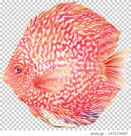 Realistic watercolor illustration with gold outline of Red Eagle Discus Fish 143525687