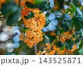 浦安市の金木犀06 143525871