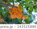 浦安市の金木犀09 143525880