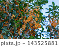 浦安市の金木犀10 143525881