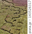 Aerial view of sheep grazing on green moorland with winding peat channels and purple heather 143526317