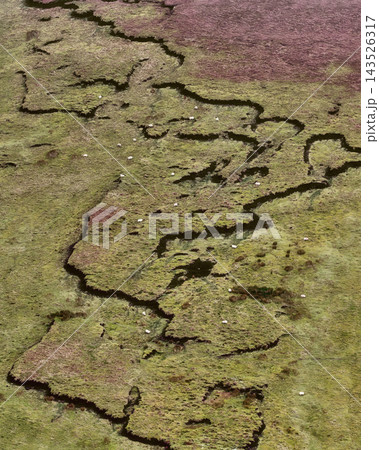 Aerial view of sheep grazing on green moorland with winding peat channels and purple heather 143526317