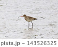 Single Black-tailed Godwit wades through shallow, rippling water in a natural wetland habitat during the daytime, focusing on its surroundings while looking for small prey near the surface of the mud 143526325