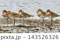 Several birds with long legs stand on a rocky shore near the water. 143526326