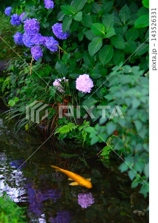 雨の後の紫陽花 143526331