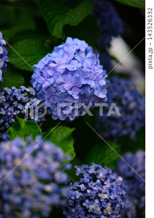 雨の後の紫陽花 雨の後の紫陽花 143526332