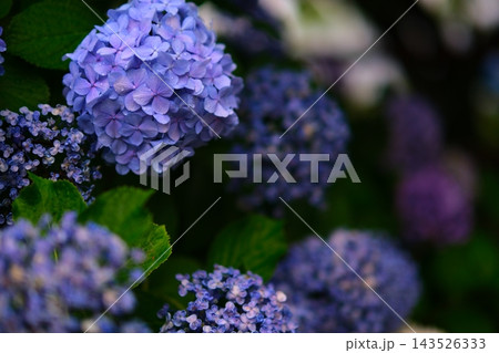 雨の後の紫陽花 雨の後の紫陽花 143526333
