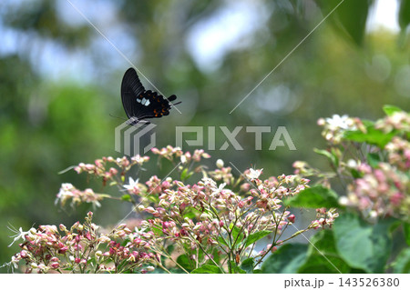 蝶　クサギの花で吸蜜　モンキアゲハ 143526380