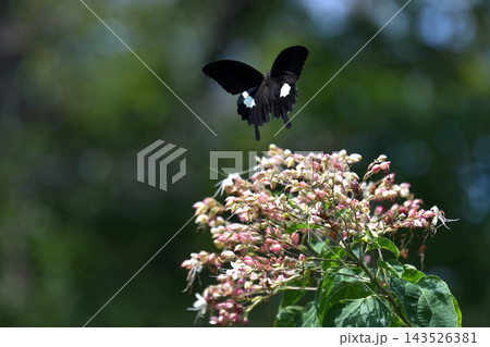 蝶 クサギの花で吸蜜 モンキアゲハ 蝶 クサギの花で吸蜜 モンキアゲハ 143526381