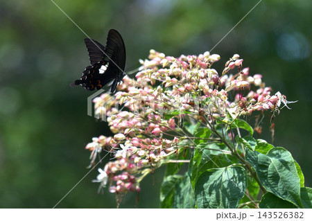 蝶 クサギの花で吸蜜 モンキアゲハ 蝶 クサギの花で吸蜜 モンキアゲハ 143526382