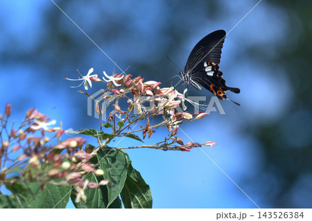 蝶　クサギの花で吸蜜　モンキアゲハ 143526384