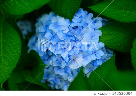 雨の後の紫陽花 雨の後の紫陽花 143526394