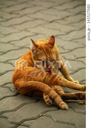 A cute ginger cat diligently licks its soft paws to clean its bright orange fur. 143527080