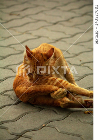 A cute ginger cat diligently licks its soft paws to clean its bright orange fur. A cute ginger cat diligently licks its soft paws to clean its bright orange fur. 143527081