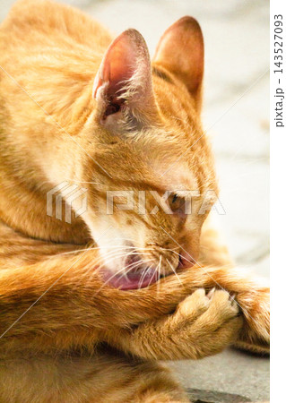 A cute ginger cat diligently licks its soft paws to clean its bright orange fur. 143527093