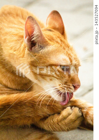 A cute ginger cat diligently licks its soft paws to clean its bright orange fur. A cute ginger cat diligently licks its soft paws to clean its bright orange fur. 143527094