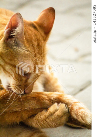 A cute ginger cat diligently licks its soft paws to clean its bright orange fur. A cute ginger cat diligently licks its soft paws to clean its bright orange fur. 143527095