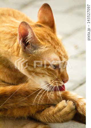 A cute ginger cat diligently licks its soft paws to clean its bright orange fur. 143527097