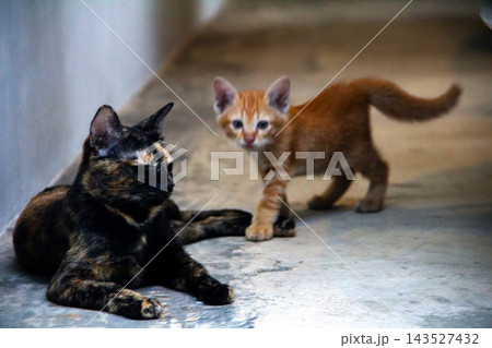 The mother cat is with her orange kitten, protecting it. The mother cat is with her orange kitten, protecting it. 143527432