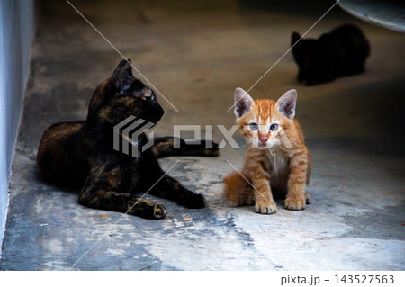 The mother cat is with her orange kitten, protecting it. The mother cat is with her orange kitten, protecting it. 143527563
