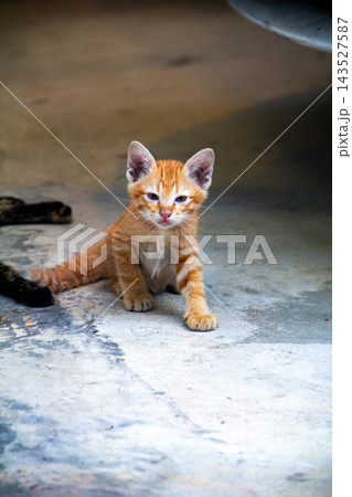 The little orange kitten on the floor was curious The little orange kitten on the floor was curious 143527587