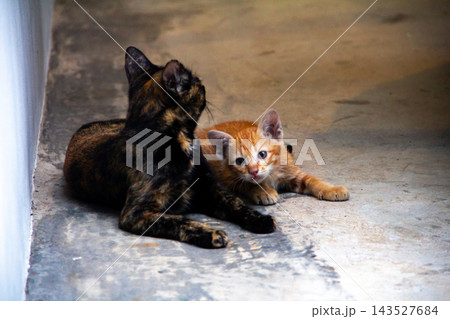 The mother cat is with her orange kitten, protecting it. The mother cat is with her orange kitten, protecting it. 143527684
