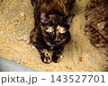 The tortoiseshell cat is sitting and staring at something. Tortoiseshell cats have black, orange, and brown stripes in their fur 143527701