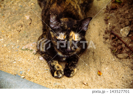 The tortoiseshell cat is sitting and staring at something. Tortoiseshell cats have black, orange, and brown stripes in their fur 143527701
