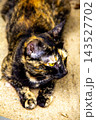 The tortoiseshell cat is sitting and staring at something. Tortoiseshell cats have black, orange, and brown stripes in their fur 143527702